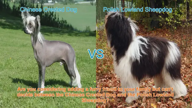 Video thumbnail for Chinese Crested Dog vs. Polish Lowland Sheepdog: Choosing the Right Breed for You