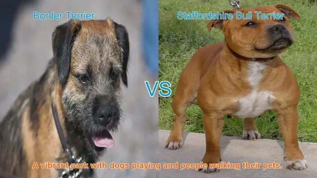 Video thumbnail for Border Terrier vs. Staffordshire Bull Terrier: A Comparison of Beloved Dog Breeds