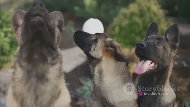 'Video thumbnail for  Choosing the Right GSD Breeder_ A Compre 2024-04-25'