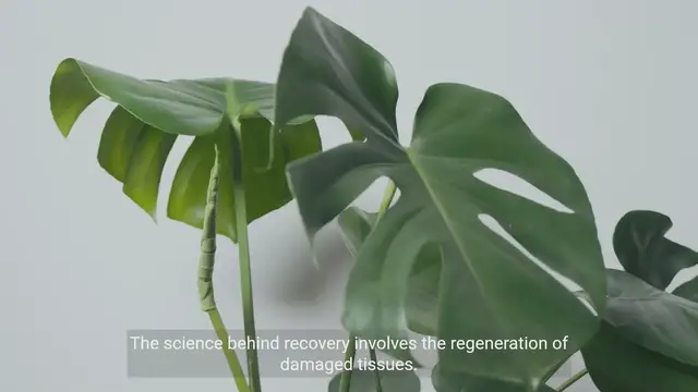 Video thumbnail for The Science Behind Recovery from Injuries