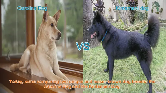 Video thumbnail for Carolina Dog vs. Kintamani Dog: A Comparative Guide