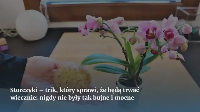 'Video thumbnail for Storczyki – trik, który sprawi, że będą trwać wiecznie: nigdy nie były tak bujne i mocne'