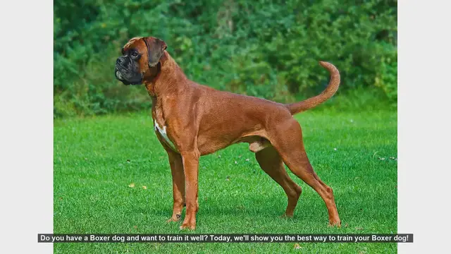 Video thumbnail for Effective Training Tips for Your Energetic Boxer Dog