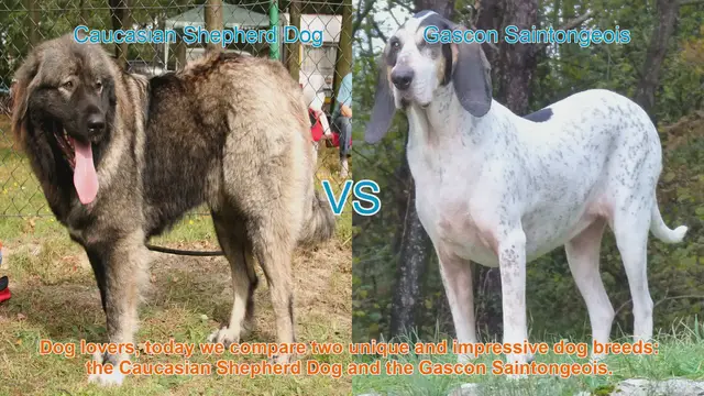 Video thumbnail for Caucasian Shepherd Dog vs. Gascon Saintongeois: A Comprehensive Comparison