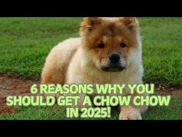 Video thumbnail for 6 Reasons Why You Should Get a Chow Chow in 2025! 🐕