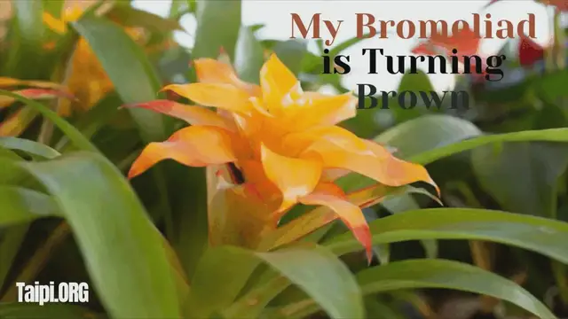 'Video thumbnail for Why is My Bromeliad Turning Brown?'