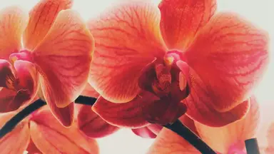 'Video thumbnail for 65 Flowers That Start With C: From Catmint to Calla Lily'