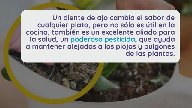 Video thumbnail for Diente de ajo en las plantas, el secreto impensable de todo jardinero: pocos lo saben