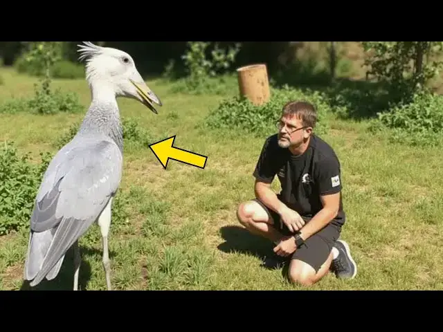 'Video thumbnail for Man Finds Strange Bird In Backyard — Expert Left Speechless When He Sees It'
