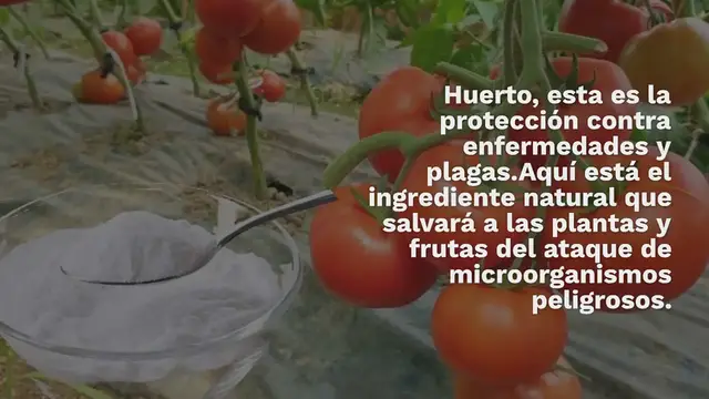 Video thumbnail for Huerto, aquí está la única protección natural poderosa contra enfermedades y plagas