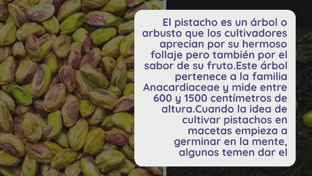 Video thumbnail for He aquí cómo germinar y cultivar pistachos en maceta muy fácilmente
