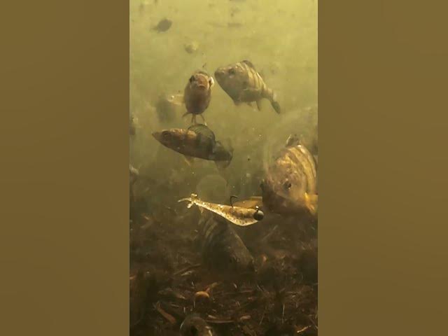Video thumbnail for Talk about fish in a BARREL 🤯🤯 How many can you count? ⬇️ @Rapala