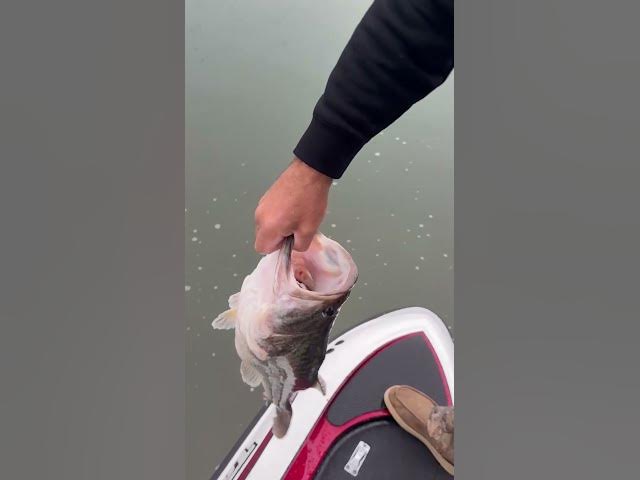 Video thumbnail for 🚨 Angler Lands Personal Best Bass at Texas’ Lake Alan Henry