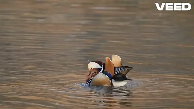 Video thumbnail for The Wonders of Turtle Reproduction: How Turtles Mate, Nest, and Hatch
