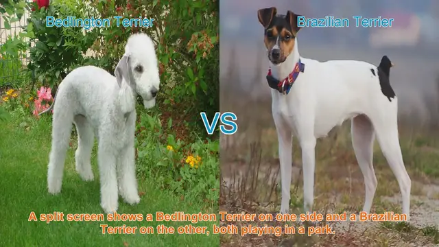 Video thumbnail for Bedlington Terrier vs. Brazilian Terrier: A Comparative Guide