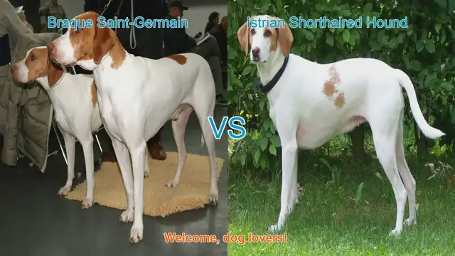 Video thumbnail for Dog Breed Comparison: Braque Saint-Germain vs. Istrian Shorthaired Hound