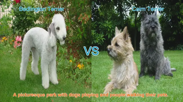 Video thumbnail for Bedlington Terrier vs. Cairn Terrier: A Comparison of Two Beloved Breeds