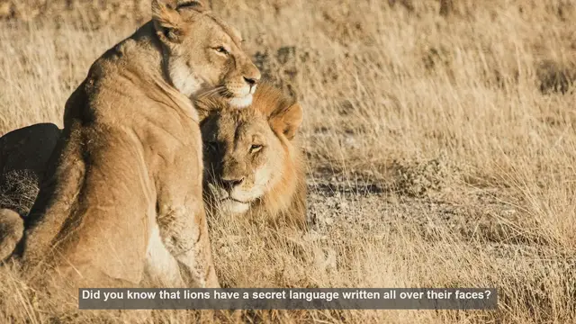 Video thumbnail for 10 Surprising Facts About Lion Facial Expressions