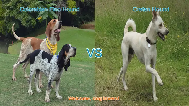 Video thumbnail for Exploring Colombian Fino Hound vs. Cretan Hound: A Unique Dog Breed Comparison