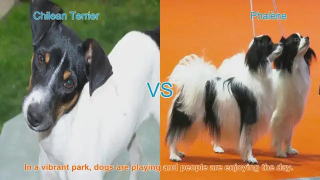 Video thumbnail for Chilean Terrier vs. Phalène: A Comparison of Two Playful Dog Breeds