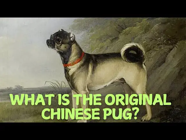Video thumbnail for What Is the Original Chinese Pug? 🐶