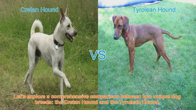 Video thumbnail for Comparing Cretan Hound and Tyrolean Hound: Origins, Traits, and Suitability