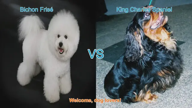 Video thumbnail for Bichon Frisé vs. King Charles Spaniel: A Comparison of Beloved Dog Breeds
