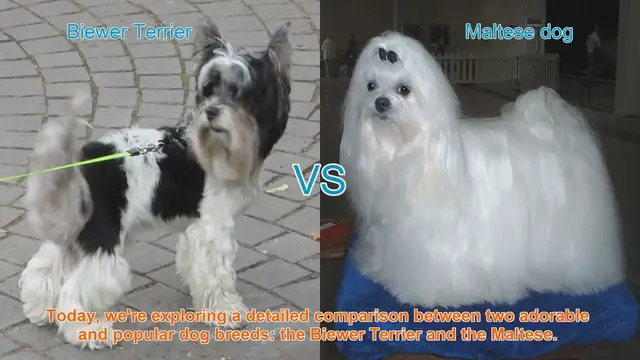 Video thumbnail for Biewer Terrier vs. Maltese: A Comprehensive Comparison