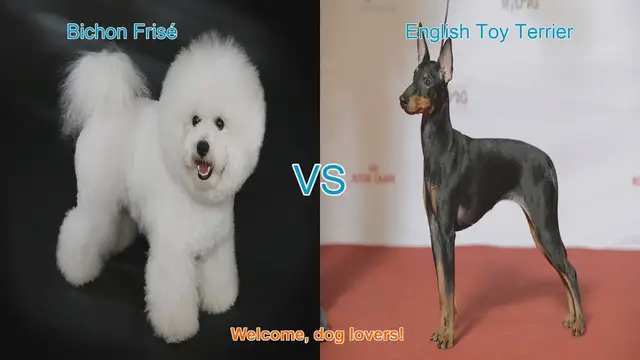 Video thumbnail for Bichon Frisé vs. English Toy Terrier: A Comprehensive Comparison
