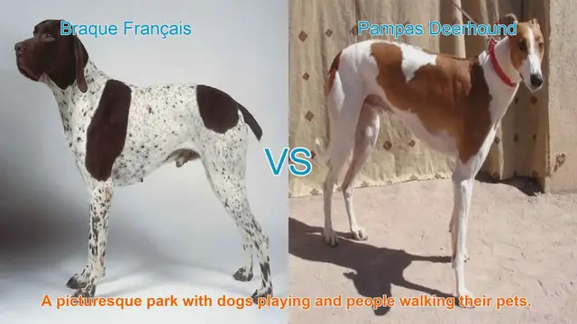 Video thumbnail for Braque Français vs. Pampas Deerhound: A Comparative Guide