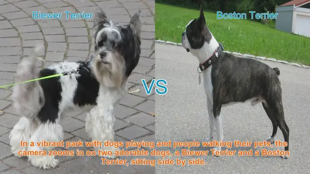 Video thumbnail for Biewer Terrier vs. Boston Terrier: A Comparison of Two Adorable Breeds