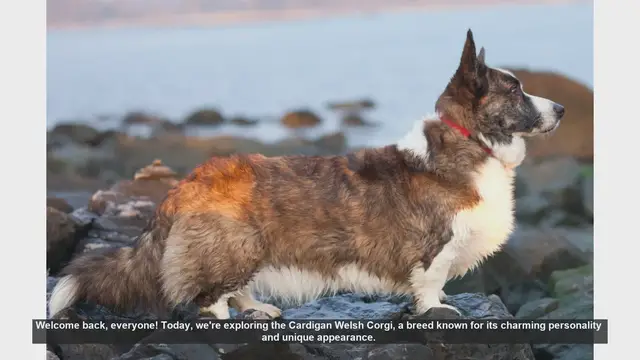 Video thumbnail for Cardigan Welsh Corgi: Pros and Cons of This Charming Breed