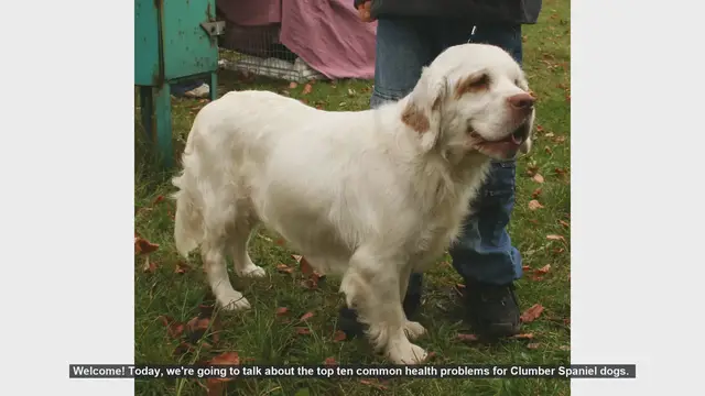Video thumbnail for Top 10 Common Health Problems in Clumber Spaniels