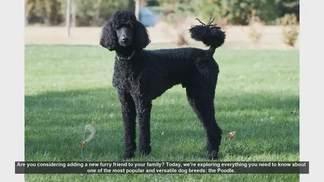 Video thumbnail for Everything You Need to Know About Poodles: The Perfect Family Dog
