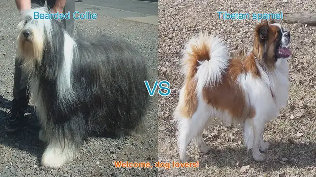 Video thumbnail for Bearded Collie vs. Tibetan Spaniel: A Comparison of Two Charming Long-Haired Dog Breeds