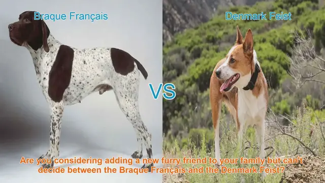 Video thumbnail for Braque Français vs. Denmark Feist: Choosing the Right Dog Breed for Your Family