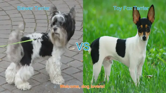 Video thumbnail for Biewer Terrier vs. Toy Fox Terrier: A Comparison of Charming Dog Breeds