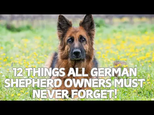 Video thumbnail for 12 Things All German Shepherd Owners Must Never Forget! 🐕