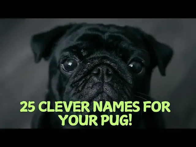 Video thumbnail for 25 Clever Names for Your Pug! 🐶✨