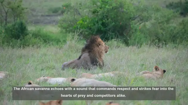 Video thumbnail for 10 Surprising Facts About a Lion's Roar: Power and Range