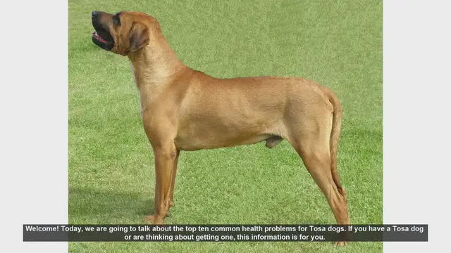 Video thumbnail for Top 10 Common Health Problems in Tosa Dogs