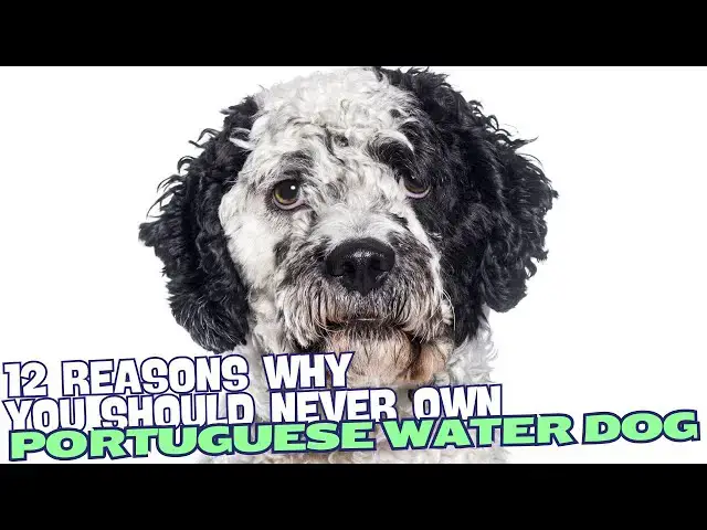 Video thumbnail for 12 Reasons Why You Should Never Own a Portuguese Water Dog 🐾