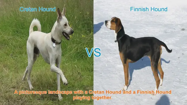 Video thumbnail for Cretan Hound vs. Finnish Hound: A Comprehensive Breed Comparison