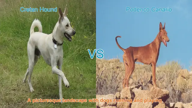 Video thumbnail for Exploring the Cretan Hound and Podenco Canario: Unique Traits and Characteristics