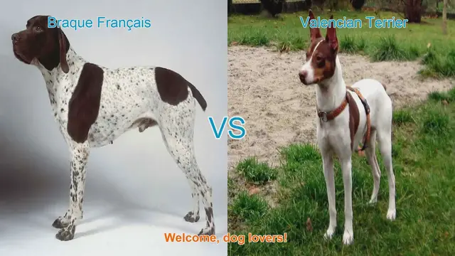 Video thumbnail for Braque Français vs. Valencian Terrier: A Comparison of Two Dog Breeds
