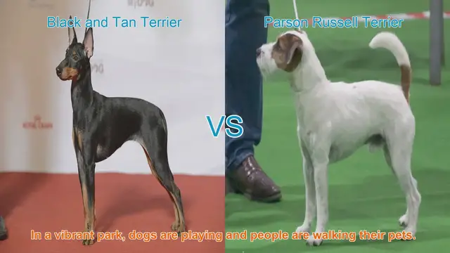 Video thumbnail for Meet the Black and Tan Terrier vs. the Parson Russell Terrier