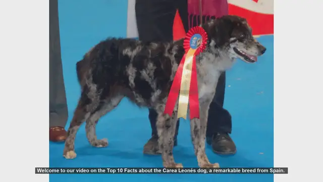 Video thumbnail for Top 10 Facts About the Carea Leonés Dog