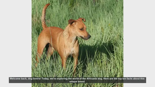 Video thumbnail for Top 10 Fascinating Facts About the Africanis Dog
