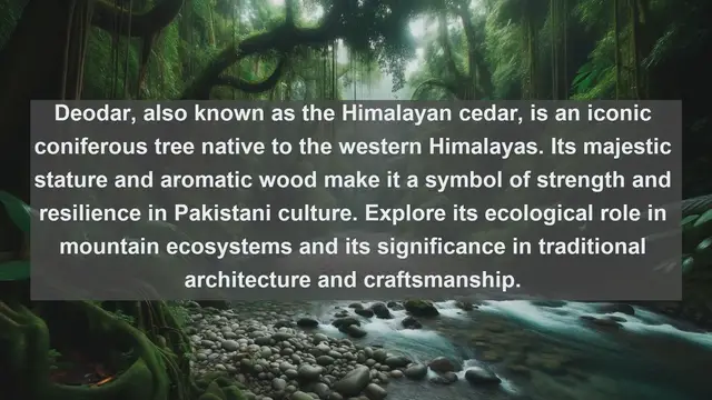 Video thumbnail for Exploring Pakistan's Botanical Treasures: Top 10 Native Plants You Need to Know About