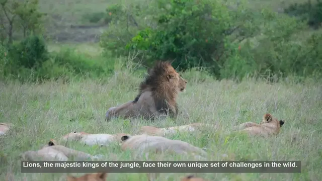 Video thumbnail for 10 Ways Lions Handle Stress in the Wild